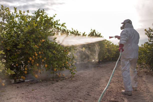 Best Termite Control Services  in Coburg, OR