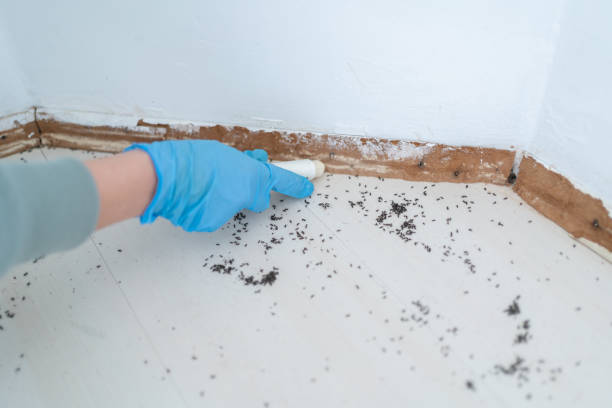 Best Flea Control Services  in Coburg, OR